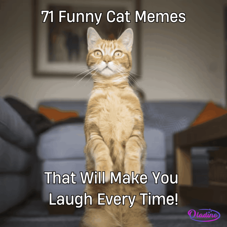 70 Funny Cat Memes That Will Make You Laugh Every Time - Oladino
