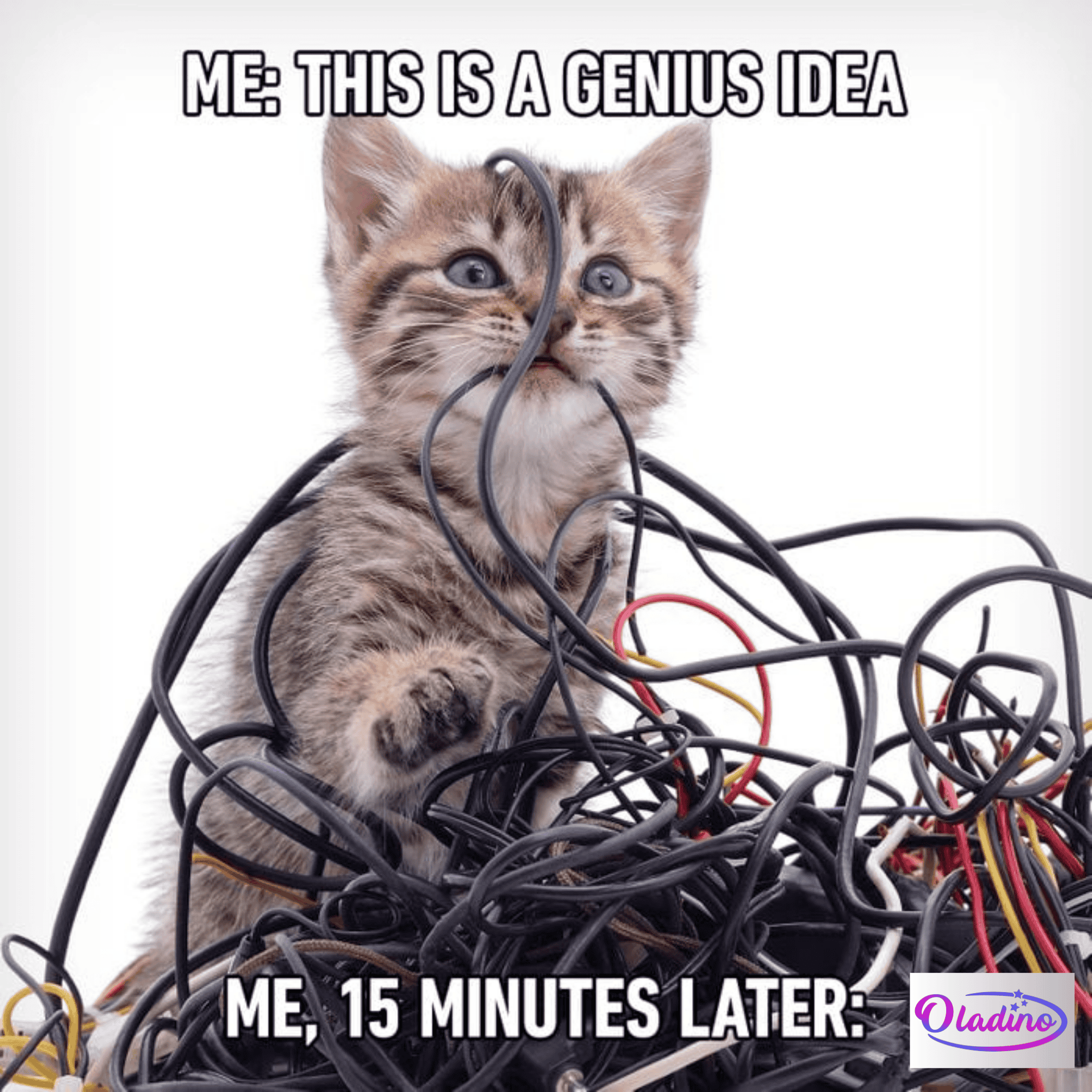 70 Funny Cat Memes That Will Make You Laugh Every Time - Oladino