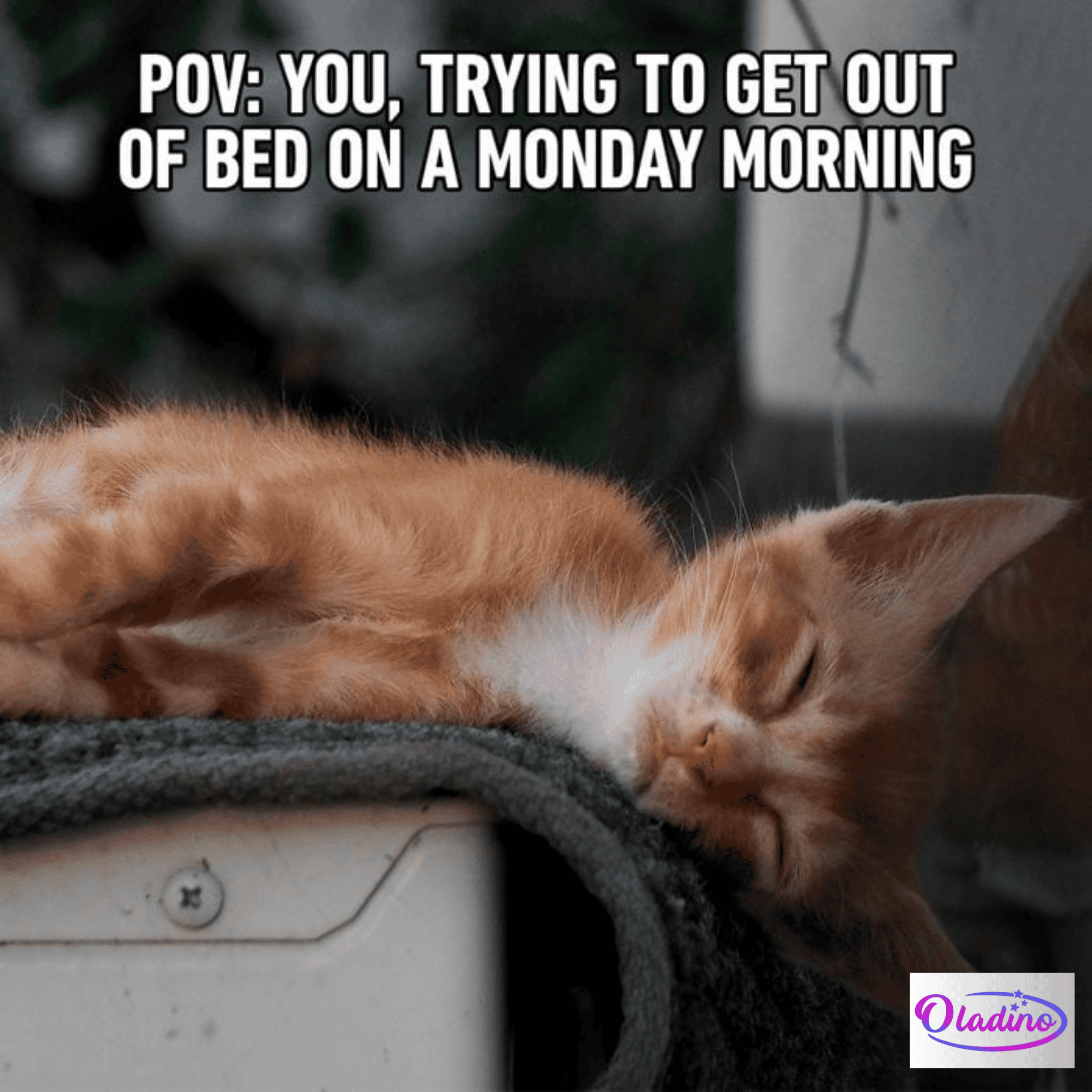 70 Funny Cat Memes That Will Make You Laugh Every Time - Oladino