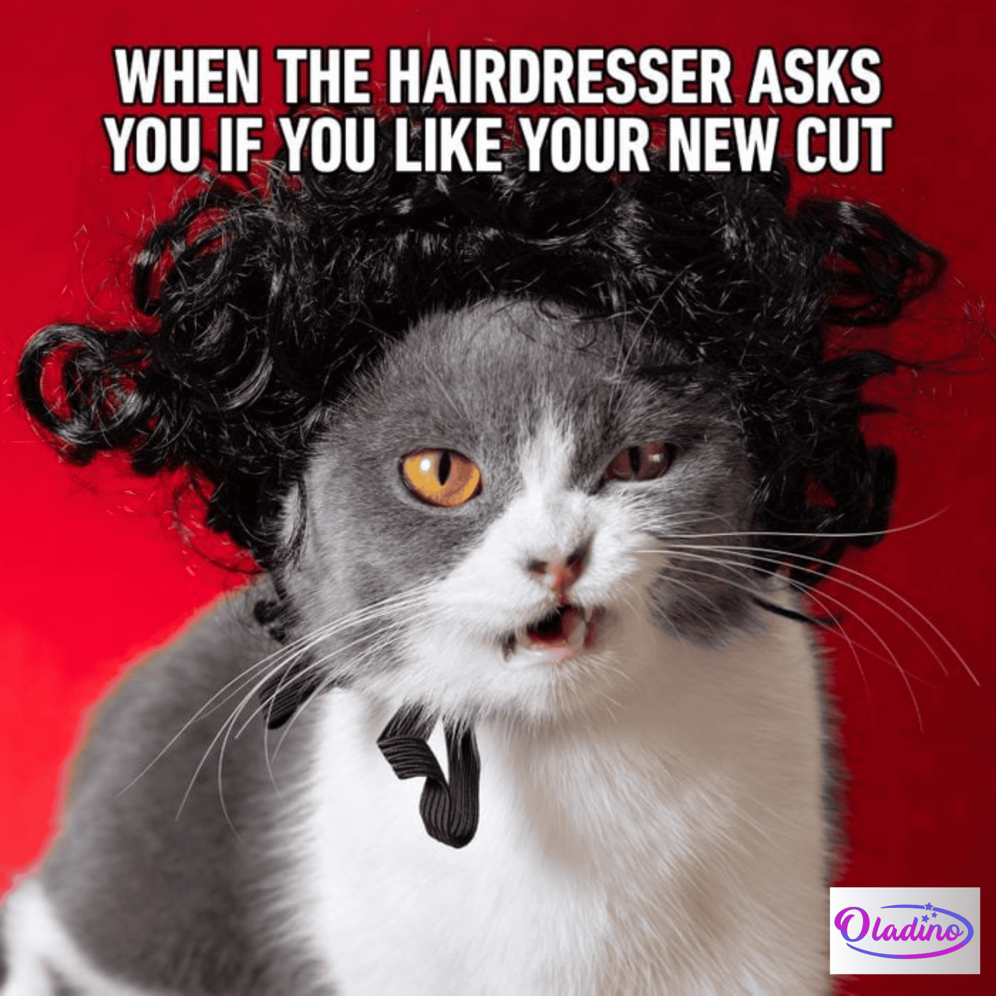 70 Funny Cat Memes That Will Make You Laugh Every Time - Oladino