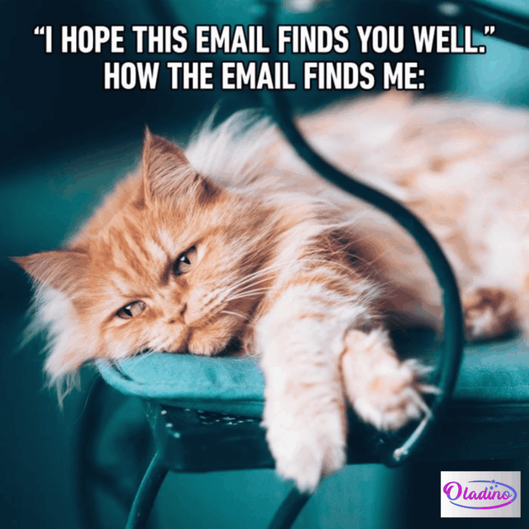 70 Funny Cat Memes That Will Make You Laugh Every Time - Oladino
