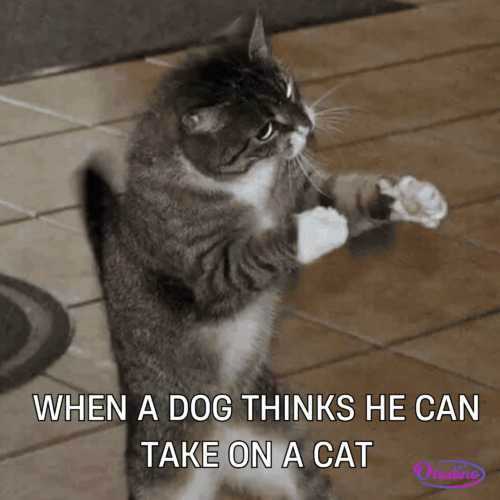 70 Funny Cat Memes That Will Make You Laugh Every Time - Oladino
