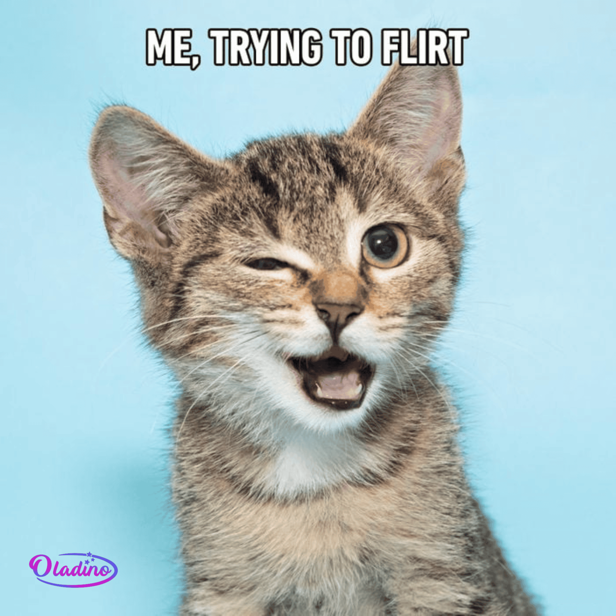 70 Funny Cat Memes That Will Make You Laugh Every Time Oladino 70 Funny Cat Memes That Will Make You Laugh Every Time Oladino