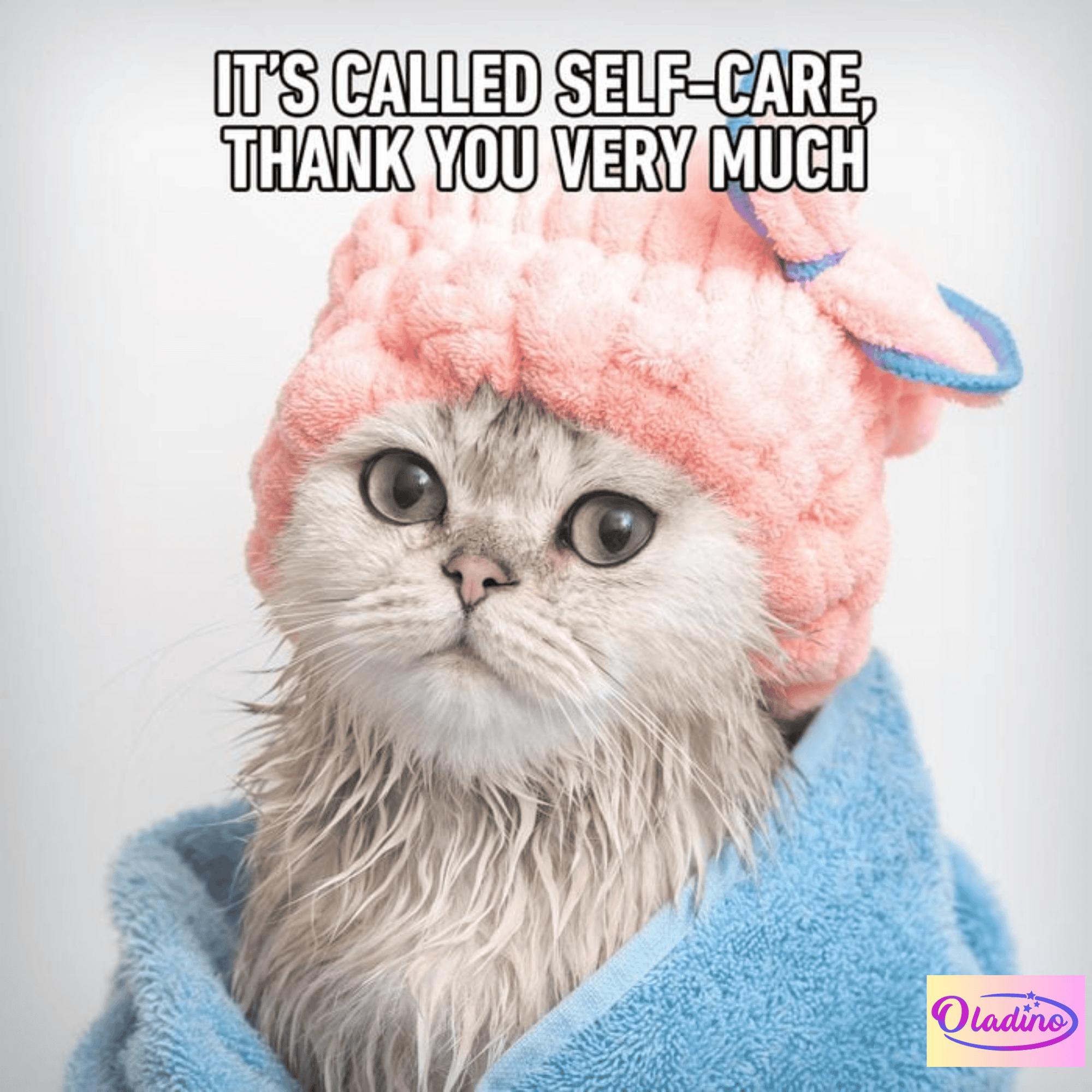 70 Funny Cat Memes That Will Make You Laugh Every Time Oladino
