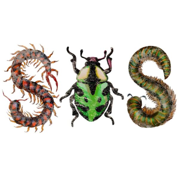 Sza Sos Insect PNG